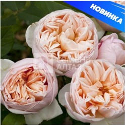 Роза чайно-гибр Бэлль Романтика (выс 80 см, пионовидн, цветение весь сезон) 1 шт Семена Алтая